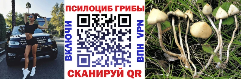 цена   Томмот  Галлюциногенные грибы Psilocybe 